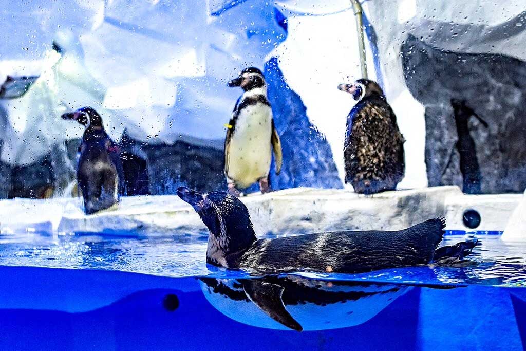 Приглашаем в пингвинарий в Сочи