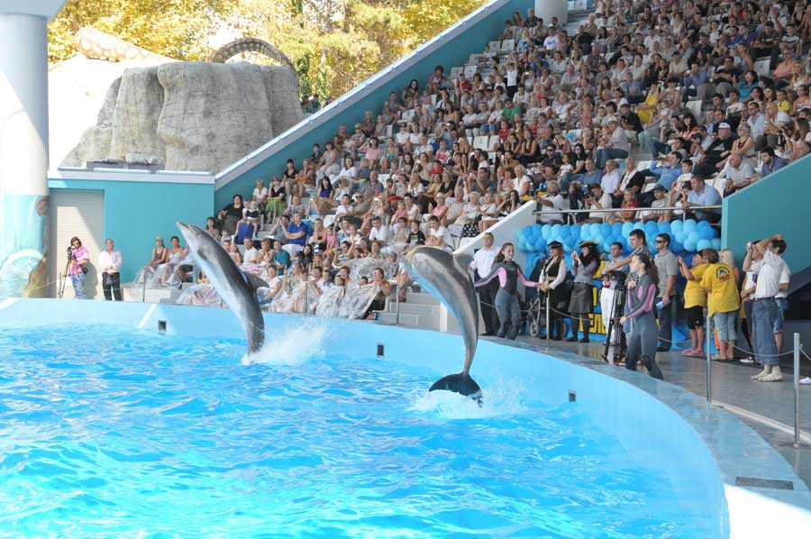 Вы обязательно должны посетить наш дельфинарий в парке Ривьера в Сочи.